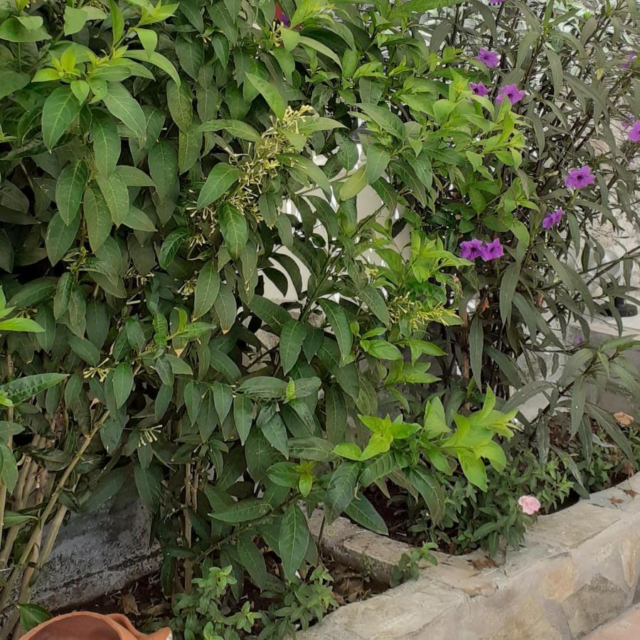 Pame Pantheos Otel Kamena Vourla Dış mekan fotoğraf